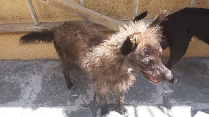 Cachorro ra a Vira latas  idade 4 anos nome Nenen e diamante 