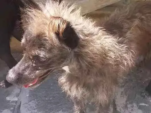 Cachorro ra a Vira latas  idade 4 anos nome Nenen e diamante 