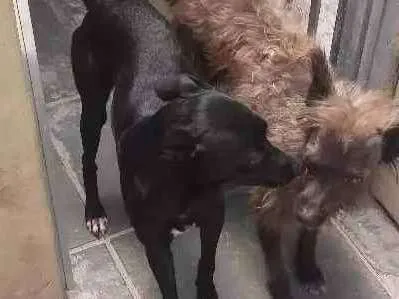 Cachorro ra a Viralatas idade 2 anos nome Diamante 