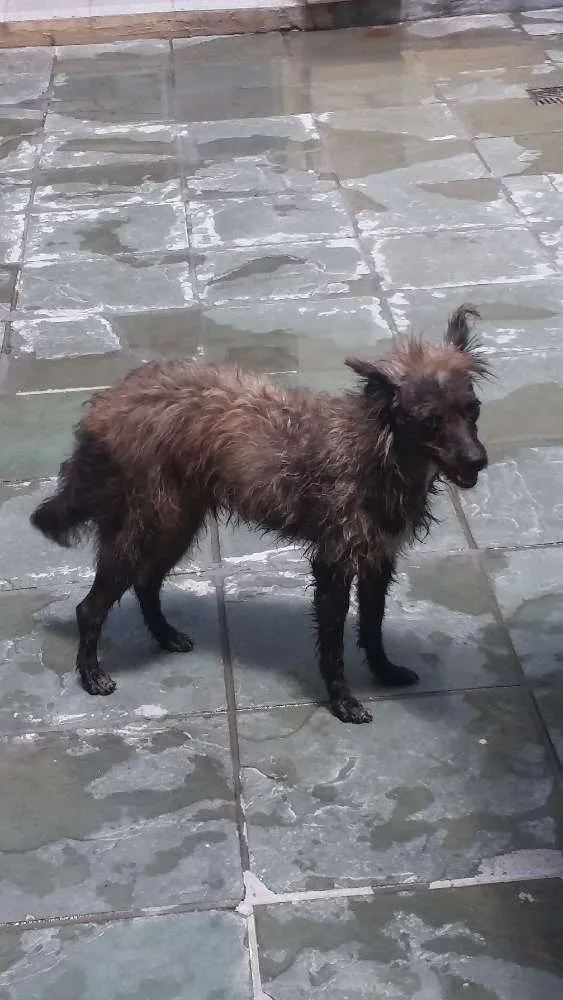 Cachorro ra a Viralatas idade 2 anos nome Diamante 