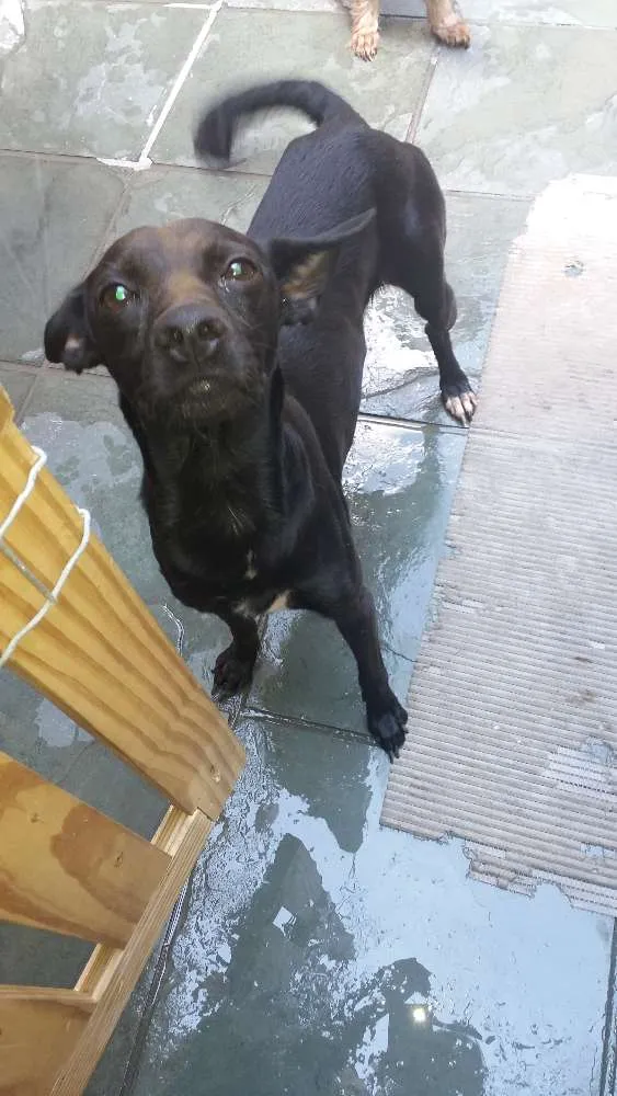 Cachorro ra a Viralatas idade 2 anos nome Diamante 