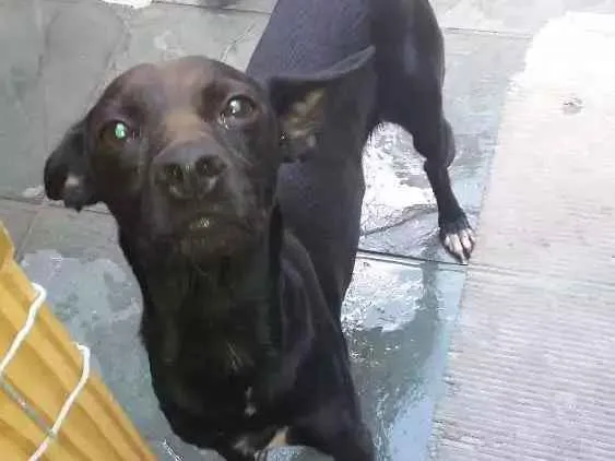 Cachorro ra a Viralatas idade 2 anos nome Diamante 