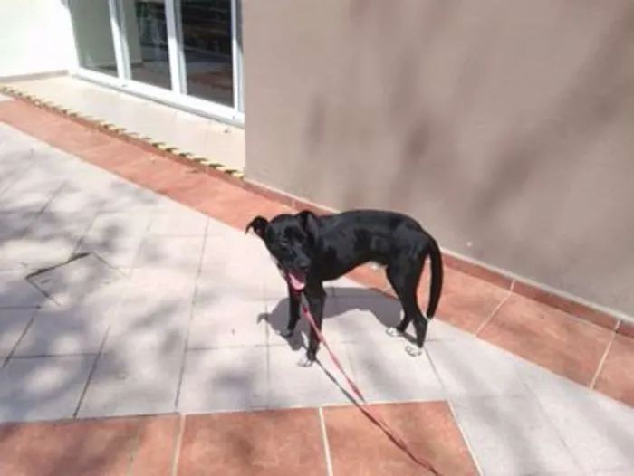 Cachorro ra a SRD idade 7 a 11 meses nome Pitoco