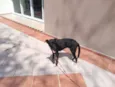 Pitoco