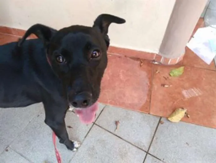 Cachorro ra a SRD idade 7 a 11 meses nome Pitoco