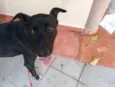 Pitoco