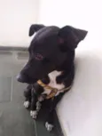 Pitoco