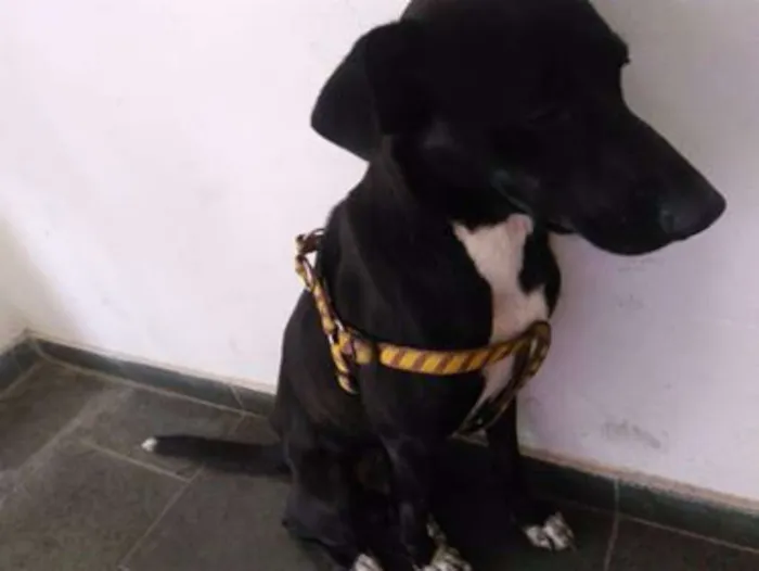 Cachorro ra a SRD idade 7 a 11 meses nome Pitoco