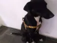 Pitoco