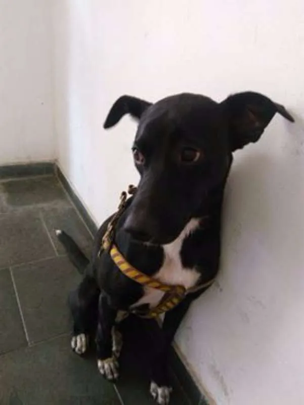 Cachorro ra a SRD idade 7 a 11 meses nome Pitoco