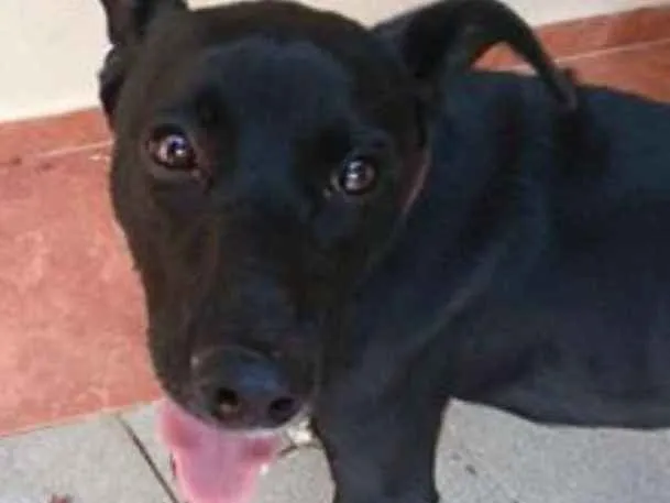Cachorro ra a SRD idade 7 a 11 meses nome Pitoco