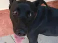 Pitoco