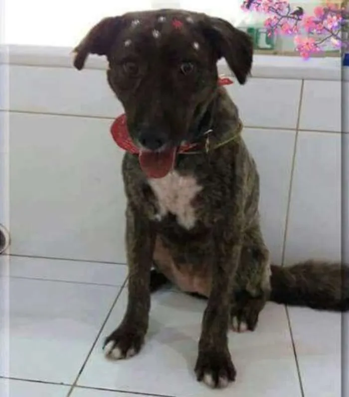 Cachorro raça SRD idade 2 anos nome MALU E LUMA