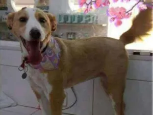 Cachorro raça SRD idade 2 anos nome MALU E LUMA