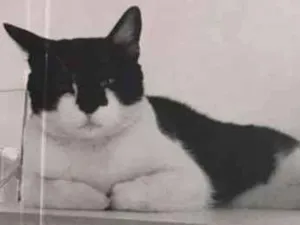 Gato raça SRD idade 2 anos nome ATUM
