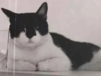 Gato raça SRD idade 2 anos nome ATUM