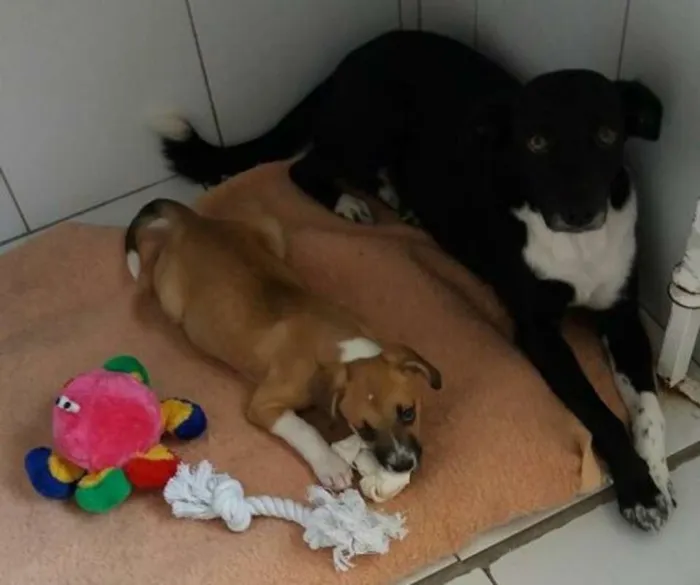 Cachorro ra a SRD idade 2 a 6 meses nome VITORIA E PAOLA