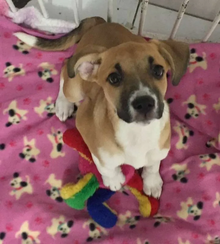 Cachorro ra a SRD idade 2 a 6 meses nome VITORIA E PAOLA