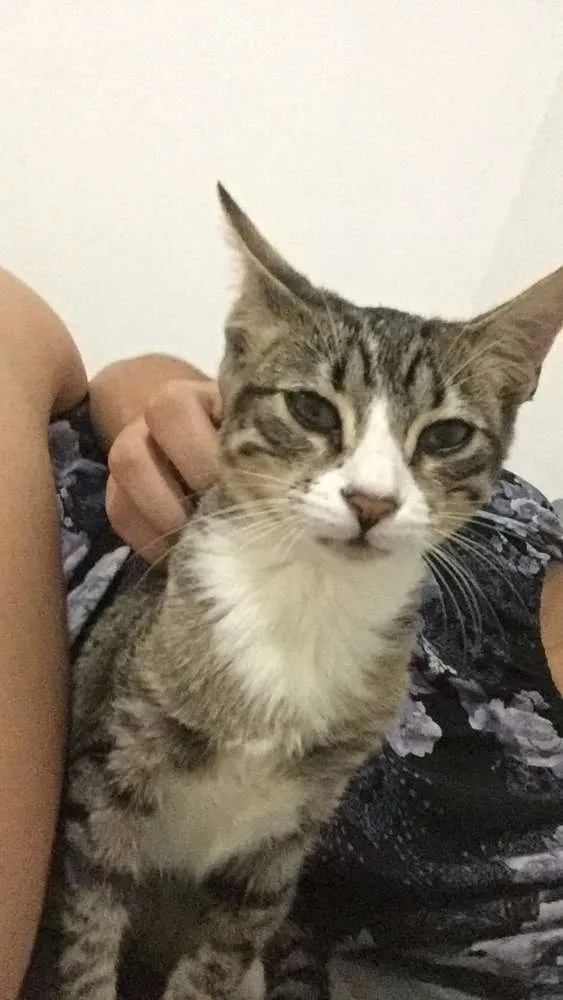 Gato ra a Sem raça definida idade 7 a 11 meses nome Cremosa
