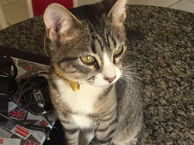 Gato ra a Sem raça definida idade 7 a 11 meses nome Cremosa