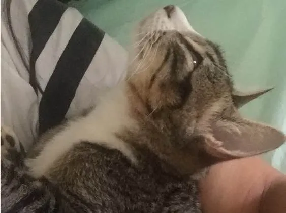 Gato ra a Sem raça definida idade 7 a 11 meses nome Cremosa