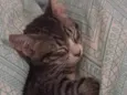 Cremosa