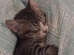 Gato ra a Sem raça definida idade 7 a 11 meses nome Cremosa