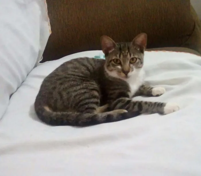 Gato ra a Anônimo  idade 7 a 11 meses nome Bolota 