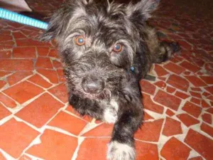 Cachorro raça SRD idade 3 anos nome SPIKE