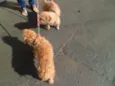 Bebe e Juju