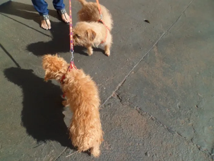 Cachorro ra a Mix Poodle idade 1 ano nome Bebe e Juju