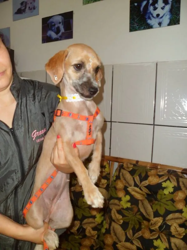 Cachorro ra a Mix Poodle idade 1 ano nome Bebe e Juju