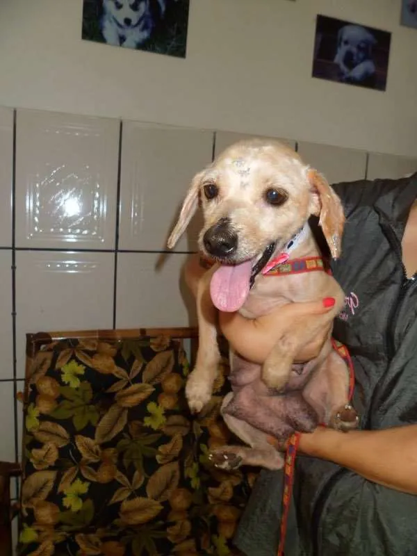 Cachorro ra a Mix Poodle idade 1 ano nome Bebe e Juju
