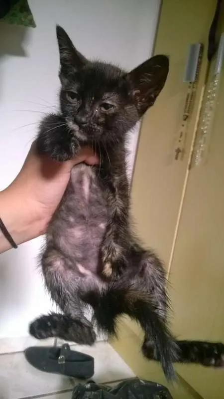 Gato ra a sem raça  idade 2 a 6 meses nome Pretinho e manchinha