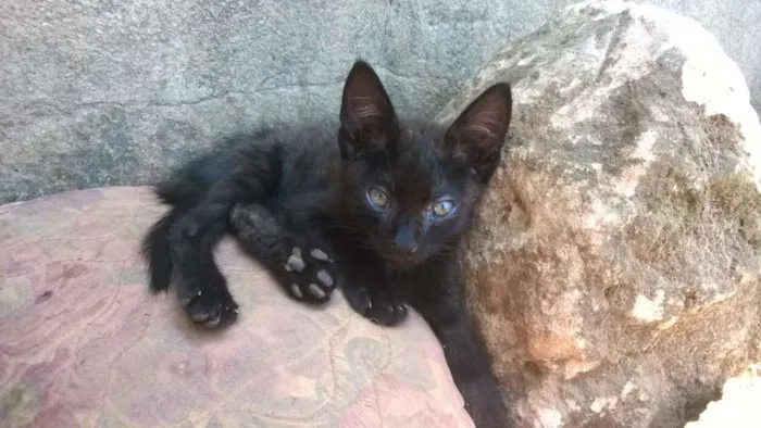 Gato ra a sem raça  idade 2 a 6 meses nome Pretinho e manchinha