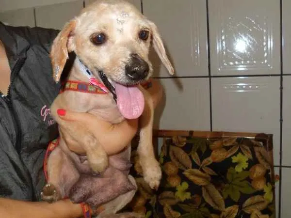 Cachorro ra a Mix Poodle idade 1 ano nome Bebe e Juju