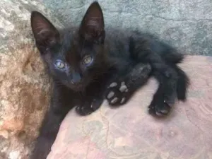 Gato raça sem raça  idade 2 a 6 meses nome Pretinho e manchinha