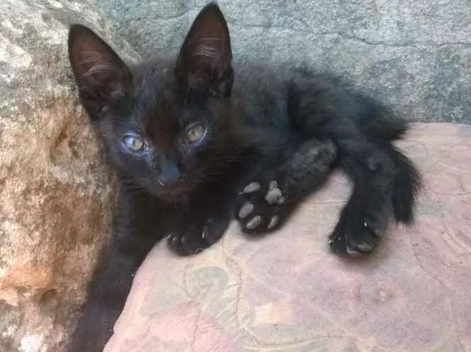 Gato ra a sem raça  idade 2 a 6 meses nome Pretinho e manchinha