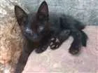 Gato raça sem raça  idade 2 a 6 meses nome Pretinho e manchinha