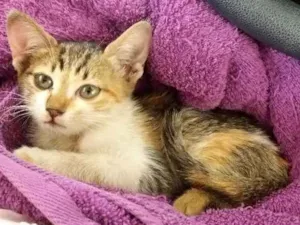 Gato raça SRD idade 2 a 6 meses nome Ainda não tem 