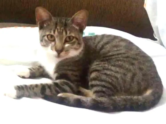 Gato ra a Anônimo  idade 7 a 11 meses nome Bolota 