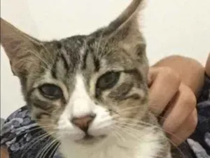 Gato raça Sem raça definida idade 7 a 11 meses nome Cremosa