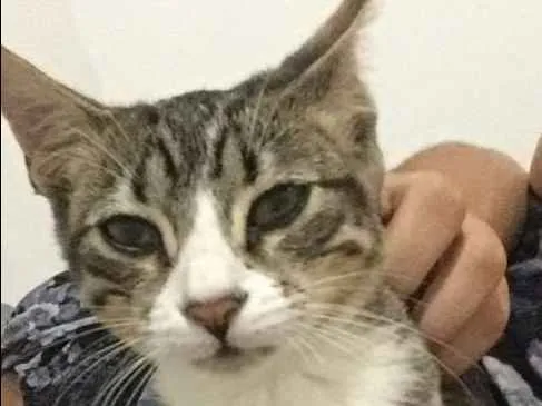 Gato ra a Sem raça definida idade 7 a 11 meses nome Cremosa