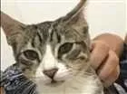 Gato raça Sem raça definida idade 7 a 11 meses nome Cremosa