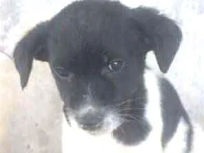 Cachorro raça VIRA LATA idade 2 a 6 meses nome SIMONE
