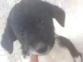Cachorro raça VIRA LATA idade 2 a 6 meses nome SIMARIA