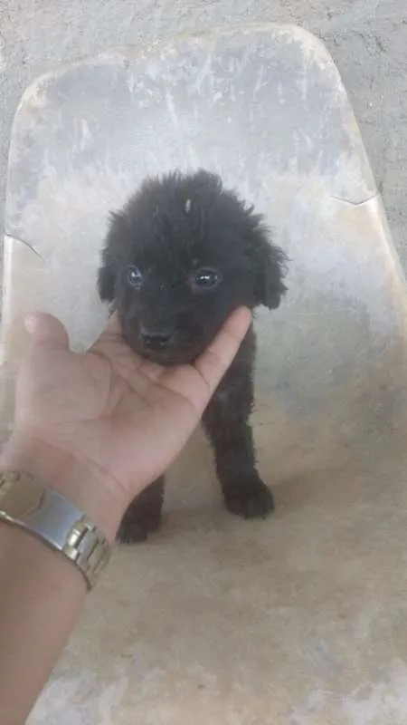 Cachorro ra a VIRA LATA idade 2 a 6 meses nome MAIARA