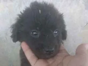 Cachorro raça VIRA LATA idade 2 a 6 meses nome MAIARA