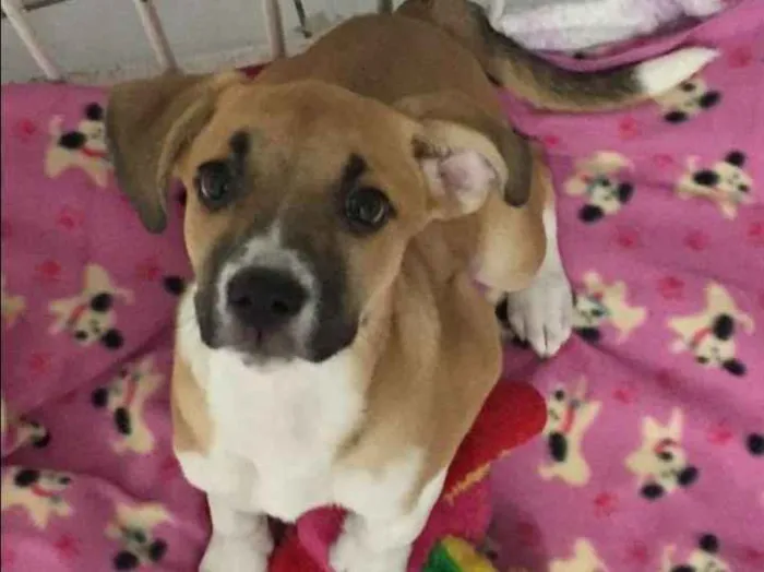 Cachorro ra a SRD idade 2 a 6 meses nome VITORIA E PAOLA