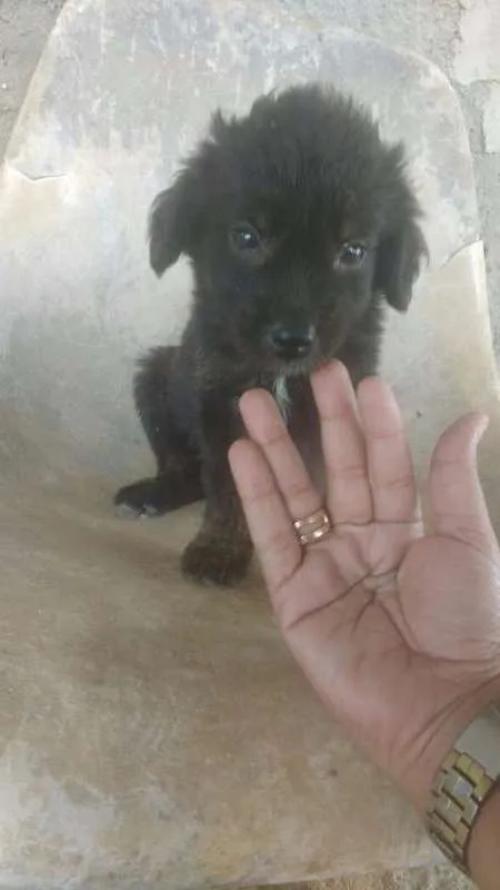 Cachorro ra a VIRA LATA idade 2 a 6 meses nome MARAISA